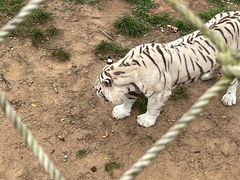 -西霞口神雕山野生动物世界