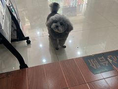 -宠物星动物医院·眼科·异宠·猫科(江南大道总院)