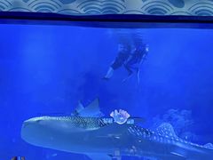 -烟台海昌鲸鲨海洋公园