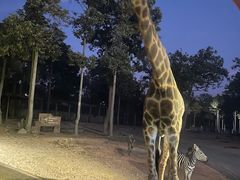 -清迈夜间动物园