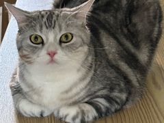 -中农大我爱我爱动物医院·核磁CT·猫病·24小时夜诊中心(石佛营店)