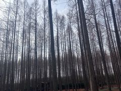 -黄海国家森林公园