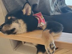 -柴犬小屋·柴餐厅·狗咖食堂(金鼎广场店)