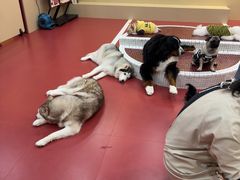 -和它·交个朋友·狗咖猫咖(爱琴海店)