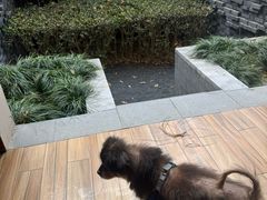 -上海崇明金茂凯悦酒店