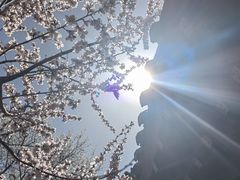 -桃花堤公园
