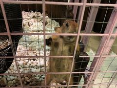 -70cat德文卷毛猫·缅因猫纯种猫舍