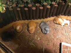 -藦茜花园宠物主题亲子互动体验馆(国顺东路店)