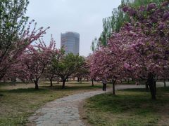 -莲花池公园