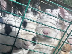 -海拉尔蒙古包(房山长阳总店)