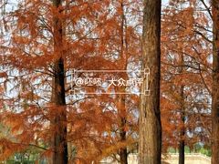 -飞来湖湿地公园