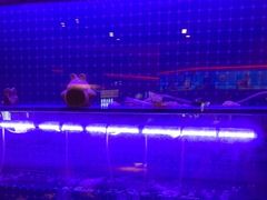 -蜀香三绝·牛蛙·烤鱼·天府炒鸡(安丘泰华店)