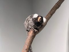 -上海大自然野生昆虫馆(东方明珠·爬宠昆虫探索中心)
