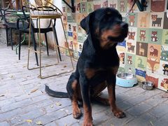 -喵屿·大理花园猫咖