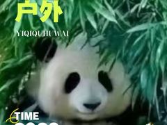 -都江堰中华大熊猫苑