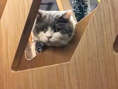 -MOCHA明星猫咖(田子坊店)