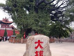 -大槐树寻根祭祖园