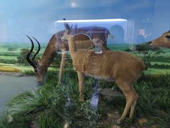 -国家自然博物馆