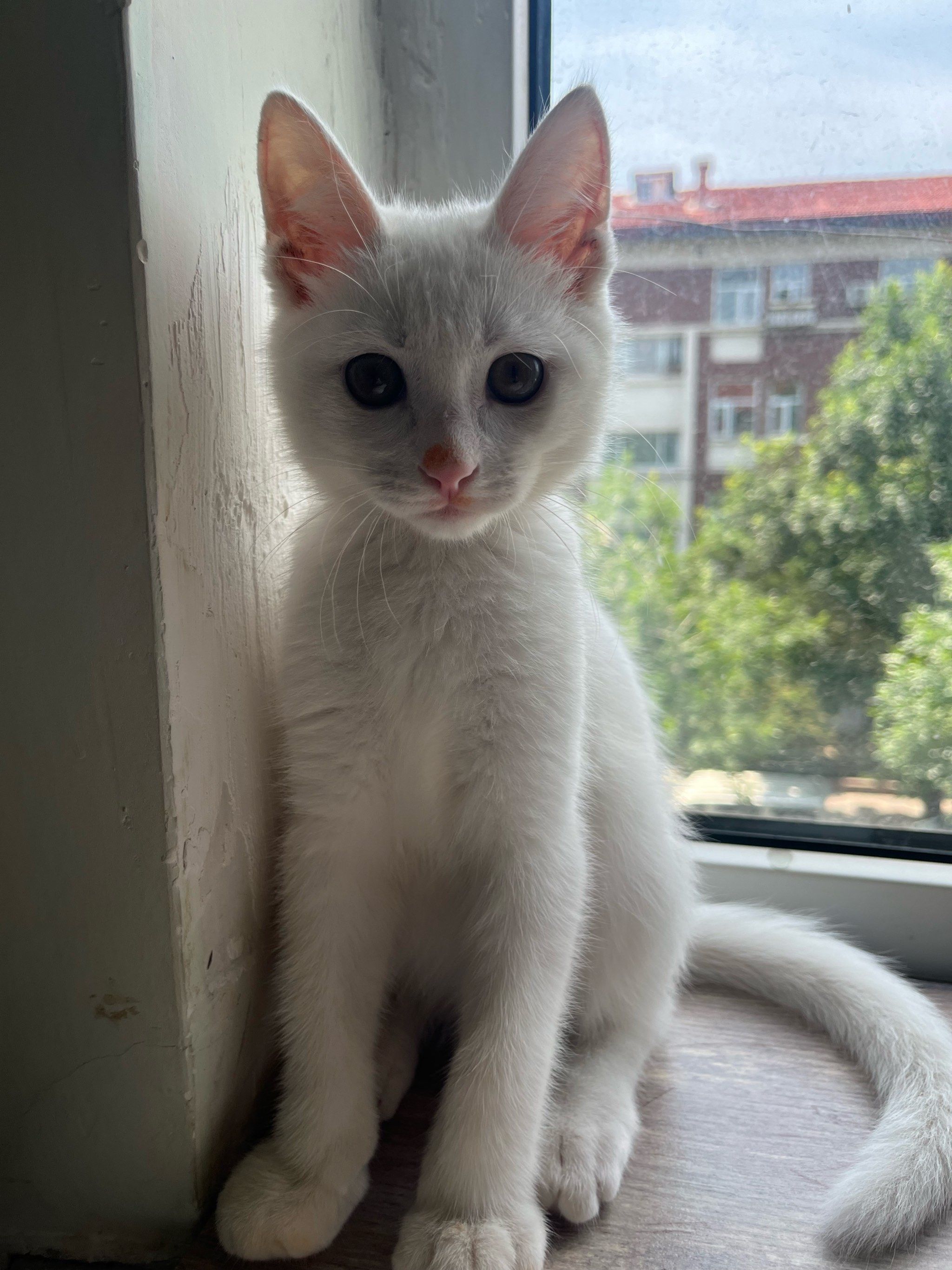 柔软白猫来蹭蹭