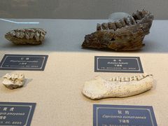 -重庆中国三峡博物馆(重庆博物馆)