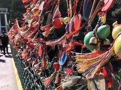 -西双版纳原始森林公园