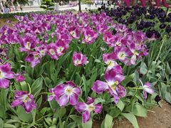 -洛阳郁金香牡丹园