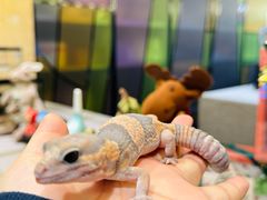 -帕帕拉兹宠物(亚洲旗舰店)