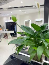 -FINE HAIR 烫染专业设计