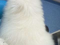 -博特宠物医院24h犬猫全科.骨科·异宠