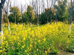 -上海长兴岛郊野公园