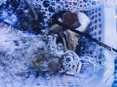 海鲜-老虎滩大连海鲜烧烤(建邺云锦路总店)