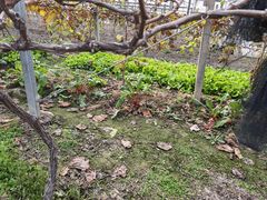 -马陆小张葡萄园农家乐