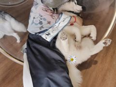 -Husky Go! 哈士奇体验馆·宠物咖啡厅狗咖