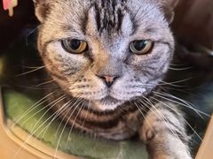 -Meowの猫咖(万家丽店)