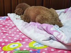 -美联众合动物医院(唯恩分院)