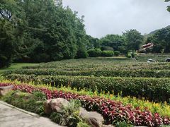 -雁南飞茶田景区