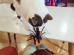 -Cappucimeow猫咪咖啡馆(韦伯时代店)