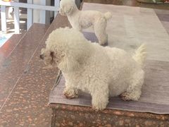 -翊宠yipet猫狗购宠庄园犬舍•猫舍