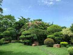 -金花茶公园