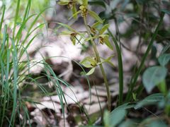 -素山寺森林公园