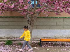 -莱阳濯村樱花园