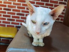 -猫小院猫主题餐厅(南锣旗舰店)