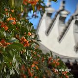 桂拂清风菊带霜