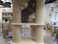 -猫和宫(六道口店)