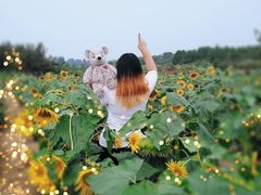 -北京东方普罗旺斯薰衣草庄园