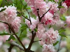 -香山公园