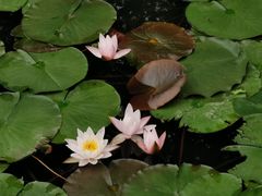 -西湖外事游船(花港观鱼码头)