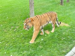 -北京野生动物园