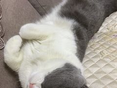 -美联众合宠物医院·爱萌分院·内外科·猫科中心