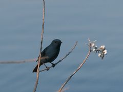 -西昌邛海湿地